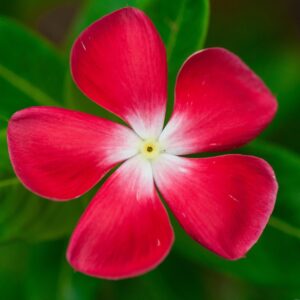 dummy flower 1