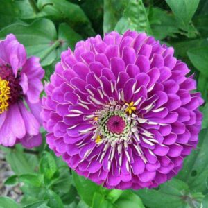 dummy flower 3