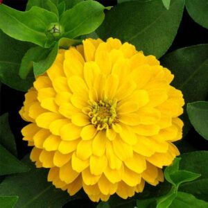 dummy flower 3 (copy)